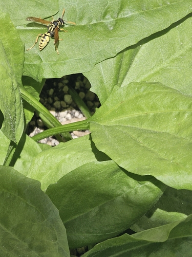 European Paper Wasp