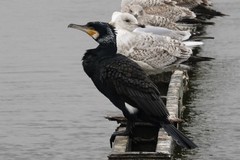 Phalacrocorax carbo