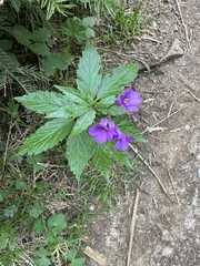 (c) Jeff Clark, some rights reserved (CC BY) Cardamine glanduligera, photograph (c) Jeff Clark, some rights reserved (CC BY)