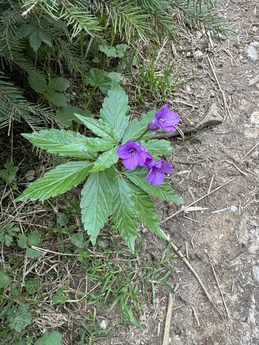 Cardamine glanduligera, photograph 3