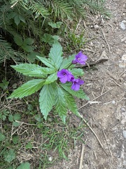 (c) Jeff Clark, some rights reserved (CC BY) Cardamine glanduligera, photograph (c) Jeff Clark, some rights reserved (CC BY)