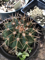 Melocactus