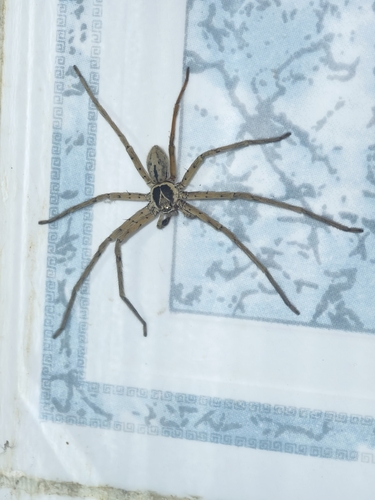 Pantropical Huntsman Spider