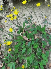 Hieracium maculatum