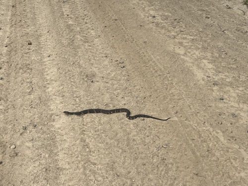 Banded Watersnake