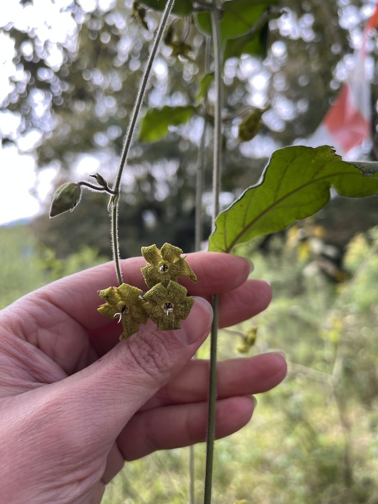Oxypetalum molle
