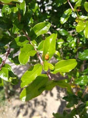 Harmonia axyridis