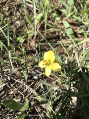 Senna pumilio
