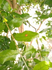 Harmonia axyridis