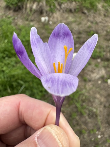 Crocus heuffelianus, photograph 6