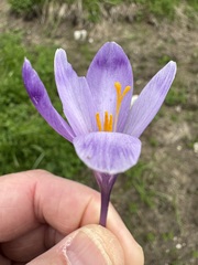 Crocus heuffelianus, photograph (c) Jeff Clark, some rights reserved (CC BY)