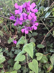 Lunaria annua