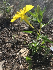 Oenothera tubicula