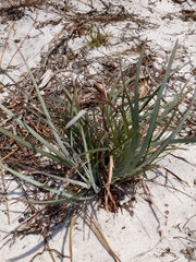 Andropogon virginicus