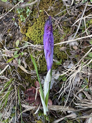 Crocus heuffelianus, photograph 5