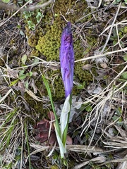 (c) Jeff Clark, some rights reserved (CC BY) Crocus heuffelianus, photograph (c) Jeff Clark, some rights reserved (CC BY)