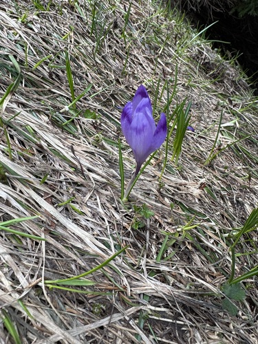 Crocus heuffelianus, photograph 2