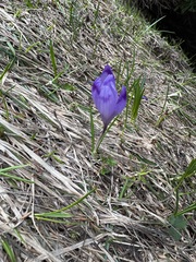 (c) Jeff Clark, some rights reserved (CC BY) Crocus heuffelianus, photograph (c) Jeff Clark, some rights reserved (CC BY)