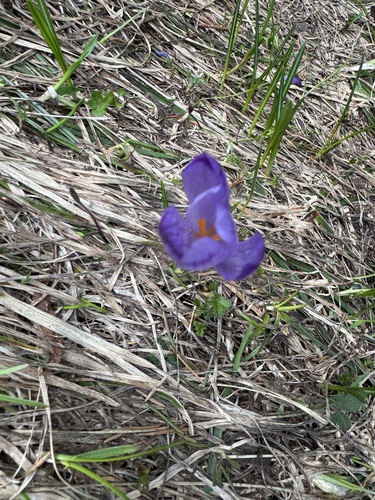 Crocus heuffelianus, photograph 3