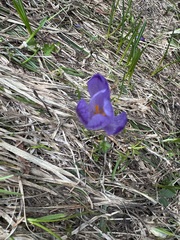 (c) Jeff Clark, some rights reserved (CC BY) Crocus heuffelianus, photograph (c) Jeff Clark, some rights reserved (CC BY)
