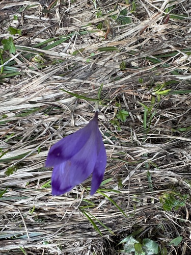 Crocus heuffelianus, photograph 4