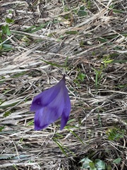 (c) Jeff Clark, some rights reserved (CC BY) Crocus heuffelianus, photograph (c) Jeff Clark, some rights reserved (CC BY)