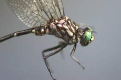 Stylogomphus albistylus