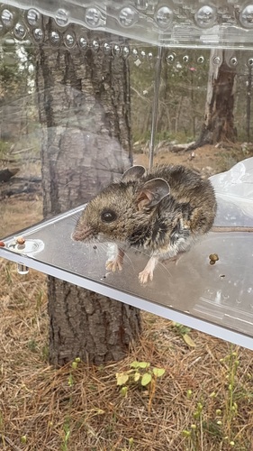 iNaturalist observation photo of Gambel's Deer Mouse