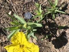 Oenothera tubicula