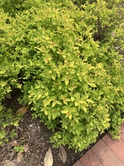 Spiraea