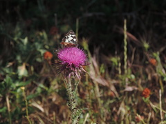 Carduus nutans nutans