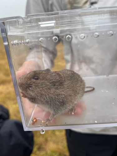 iNaturalist observation photo of California Vole
