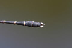 Stylogomphus albistylus