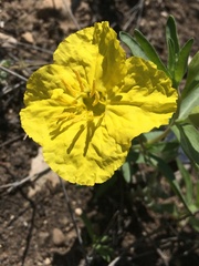 Oenothera tubicula