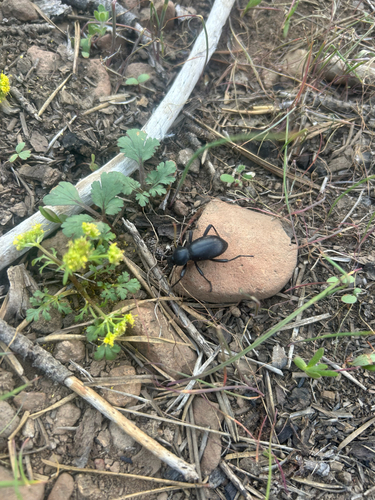 iNaturalist observation photo of California Broad-necked Darkling Beetle