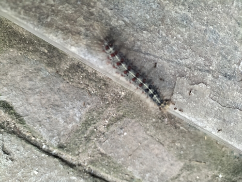 Spongy Moth