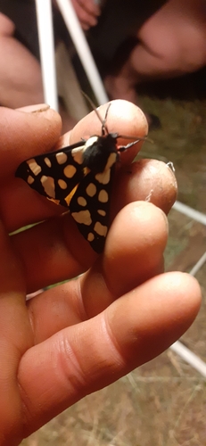 Cream-spot Tiger