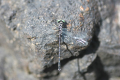 Stylogomphus albistylus