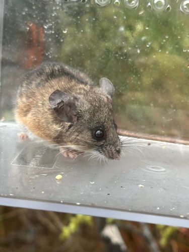 iNaturalist observation photo of California Mouse