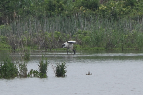 Wood Stork