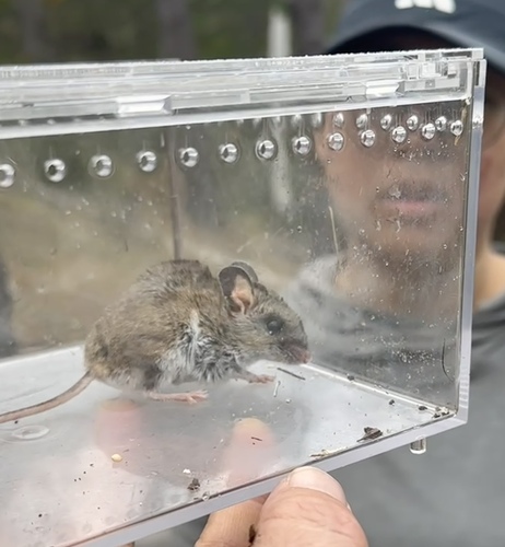 iNaturalist observation photo of Gambel's Deer Mouse