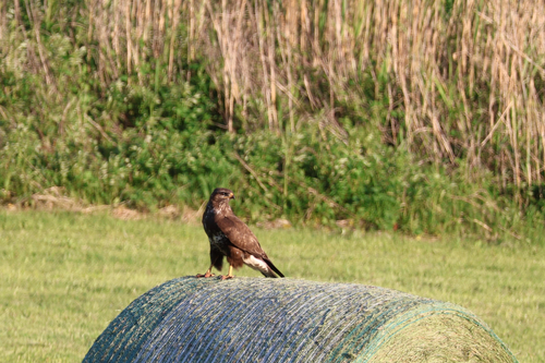 Common Buzzard