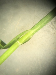 Carex longii