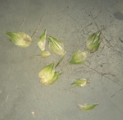 Carex longii