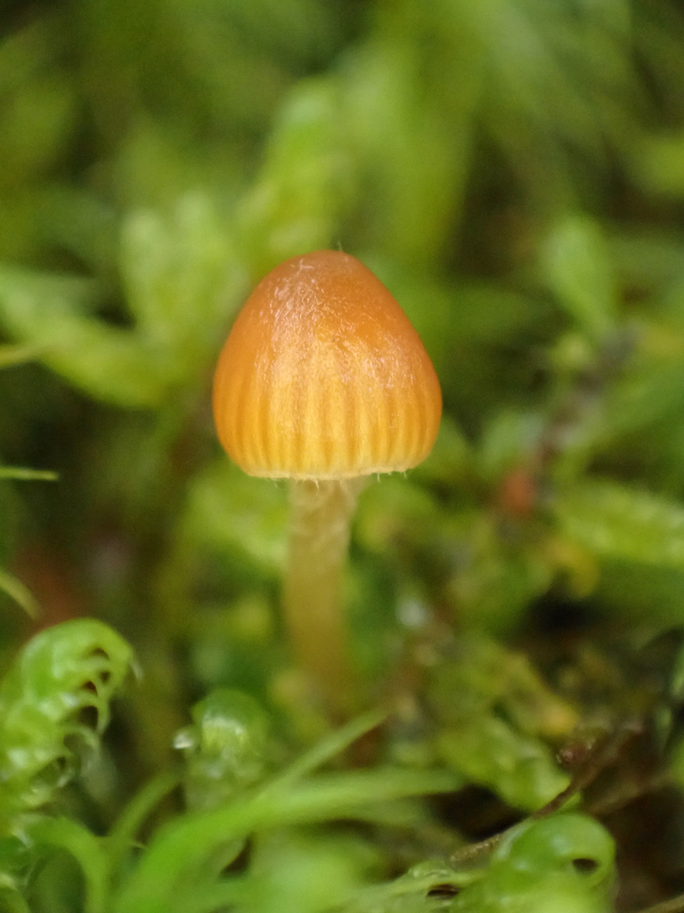 Moss Bell
