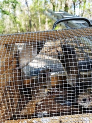 Glaucomys volans volans