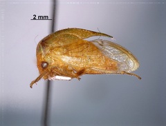 Stictocephala basalis