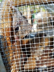 Glaucomys volans volans