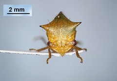 Stictocephala basalis