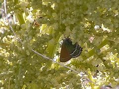Callophrys mcfarlandi